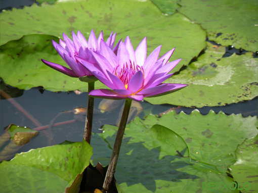 写真：Purple Water Lilyの画像