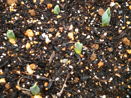 写真：チューリップの芽の画像