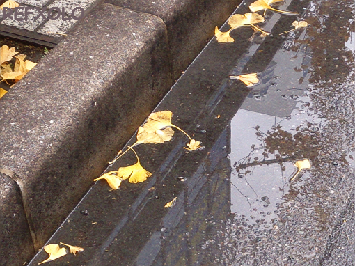 雨水に落ちたイチョウの葉