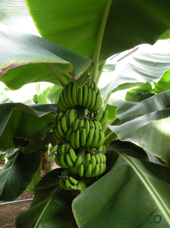 写真：banana-treeの写真