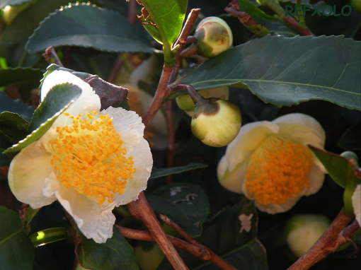 写真：可愛いお茶の花の画像
