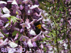 写真：蜂とフジの花の画像