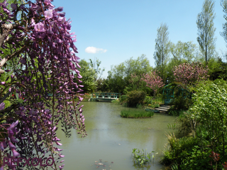 写真：藤の花を手前に入れて撮ったモネの庭の池の画像