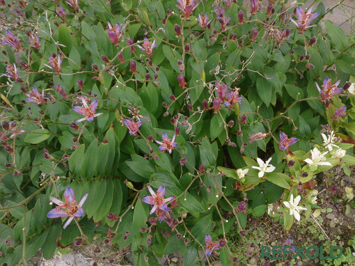 裏庭のホトトギスの花々