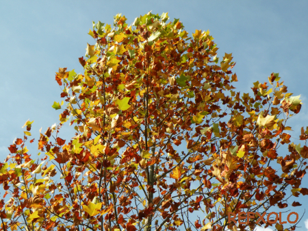 写真：紅葉した木の画像