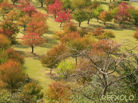 写真：紅葉した木々の画像