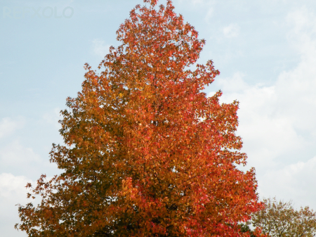 写真：青空に立つ紅葉したモミジバフウの画像
