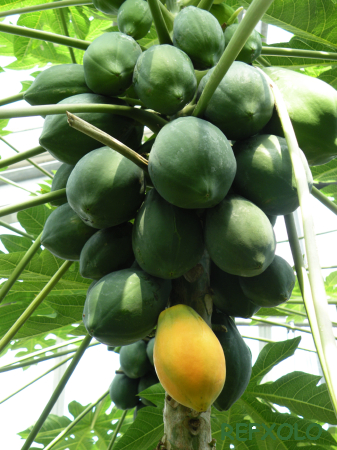 写真papaya-treeの画像