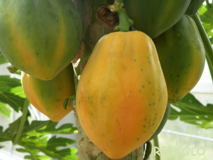 写真：papayaの画像
