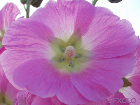 写真：朝日を背にしたピンクの立葵の花のアップ画像