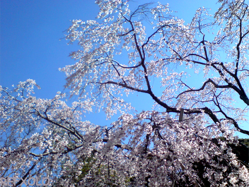 龍雲寺の枝垂桜