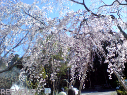 龍雲寺の枝垂桜