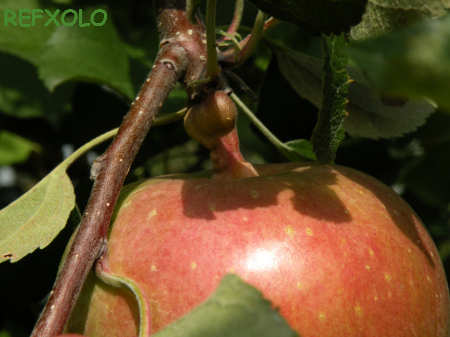 写真：枝に実がついている林檎の画像