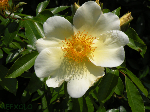 写真：マーメイド（黄色のつるバラ）の画像
