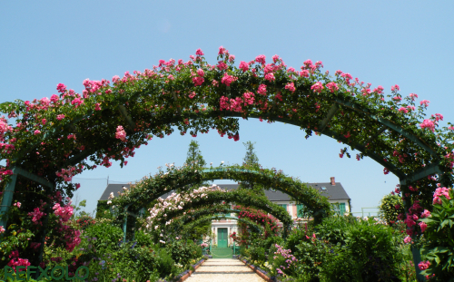 写真：つる薔薇のアーチとモネの家の画像