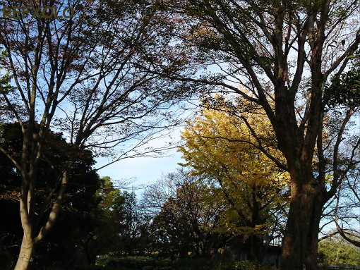 初冬の朝の公園。中央は銀杏の木