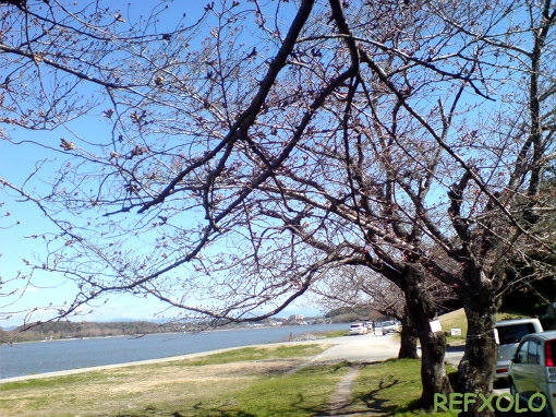 佐鳴湖東岸の桜・蕾膨らむ