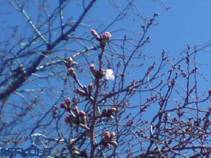 佐鳴湖の桜一輪咲く