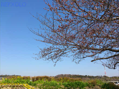 佐鳴湖の桜が咲き始めた