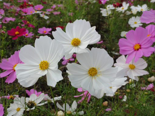 写真：白いコスモスの花