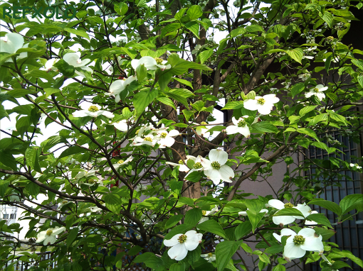 白いハナミズキの花