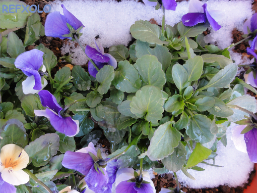 写真：ビオラの花に降った雪