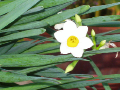写真：水仙の花の画像