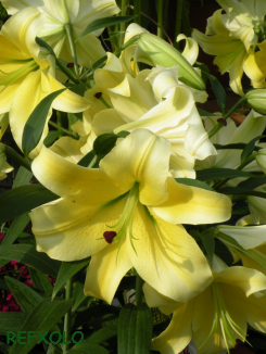 写真：黄色の大きな百合の花の画像